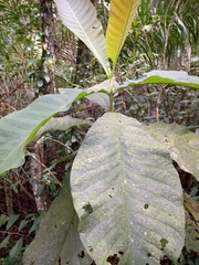 Bathysa australis