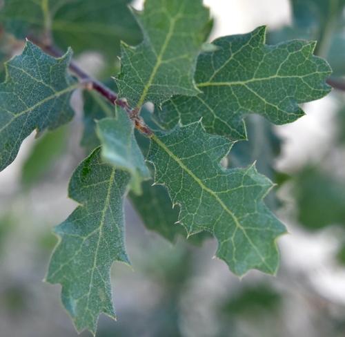 Quercus berberidifolia × douglasii