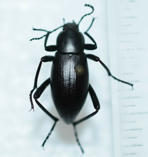 Eleodes carbonaria