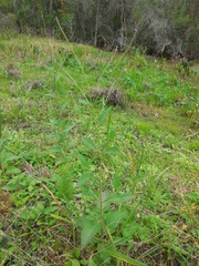 Verbena scabra