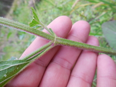 Verbena scabra