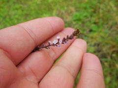 Verbena scabra
