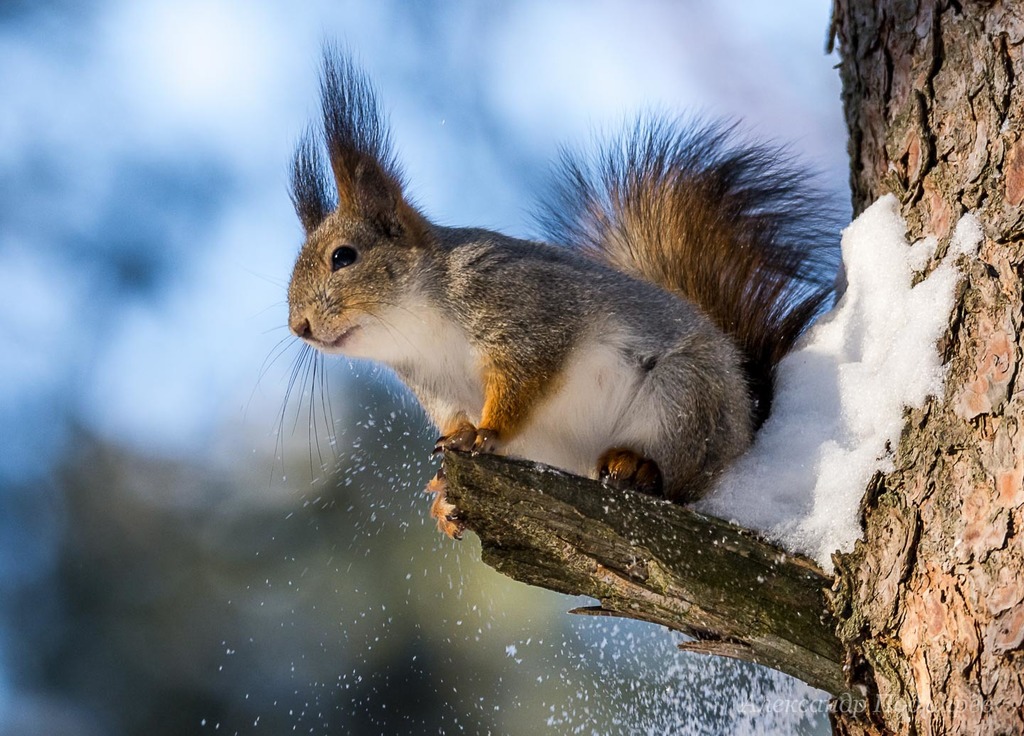 Typical and Flying Squirrels
