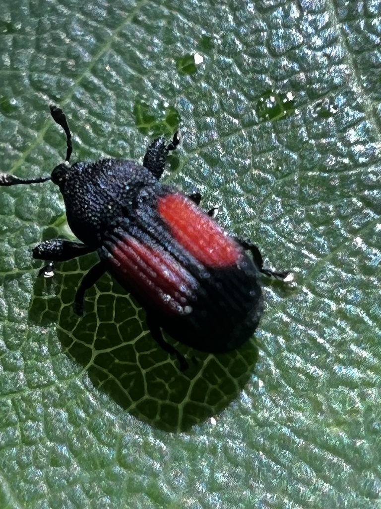 Laemosaccus obrieni
