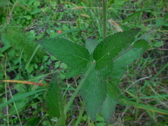 Verbena scabra