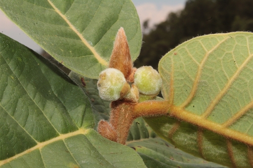 Image of Ficus velutina by (c) Arturo Castro Castro, some rights reserved (CC BY)