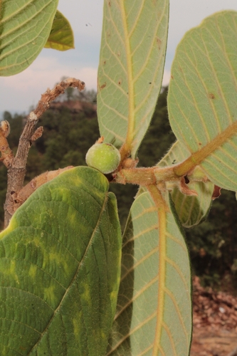 Image of Ficus velutina by (c) Arturo Castro Castro, some rights reserved (CC BY)