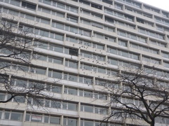 Columba livia domestica