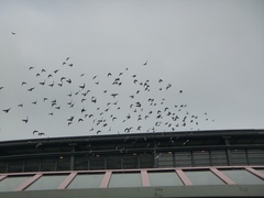 Columba livia domestica