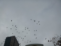 Columba livia domestica