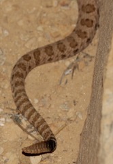 Crotalus oreganus concolor