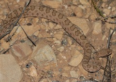 Crotalus oreganus concolor