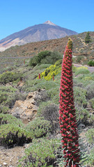 Echium wildpretii image