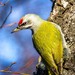 Grey-headed Woodpecker - Photo (c) Александр, some rights reserved (CC BY-NC-ND)