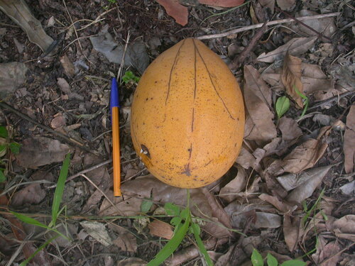 Picralima nitida