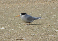 Sternula nereis davisae