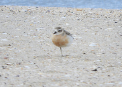 Charadrius obscurus