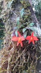 Cattleya coccinea