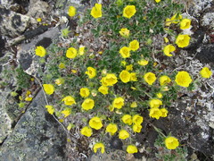 Potentilla subvahliana