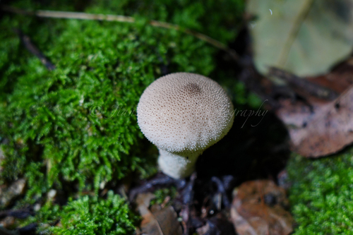 common puffball