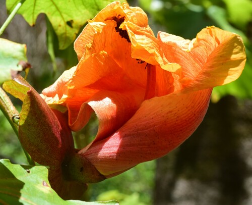 Kokia kauaiensis observed 2019-07-20