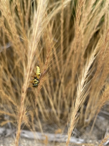 iNaturalist observation photo of Hornets, Paper Wasps, Potter Wasps, and Allies