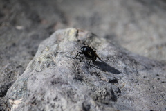 Oestridae
