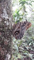 Caligo