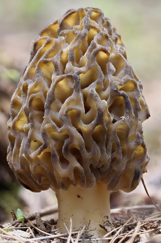 Natural Black Morel