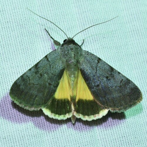 Messalina Underwing photo 2