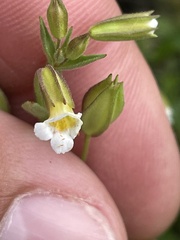 Erythranthe latidens