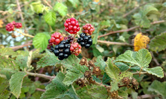 Rubus creticus