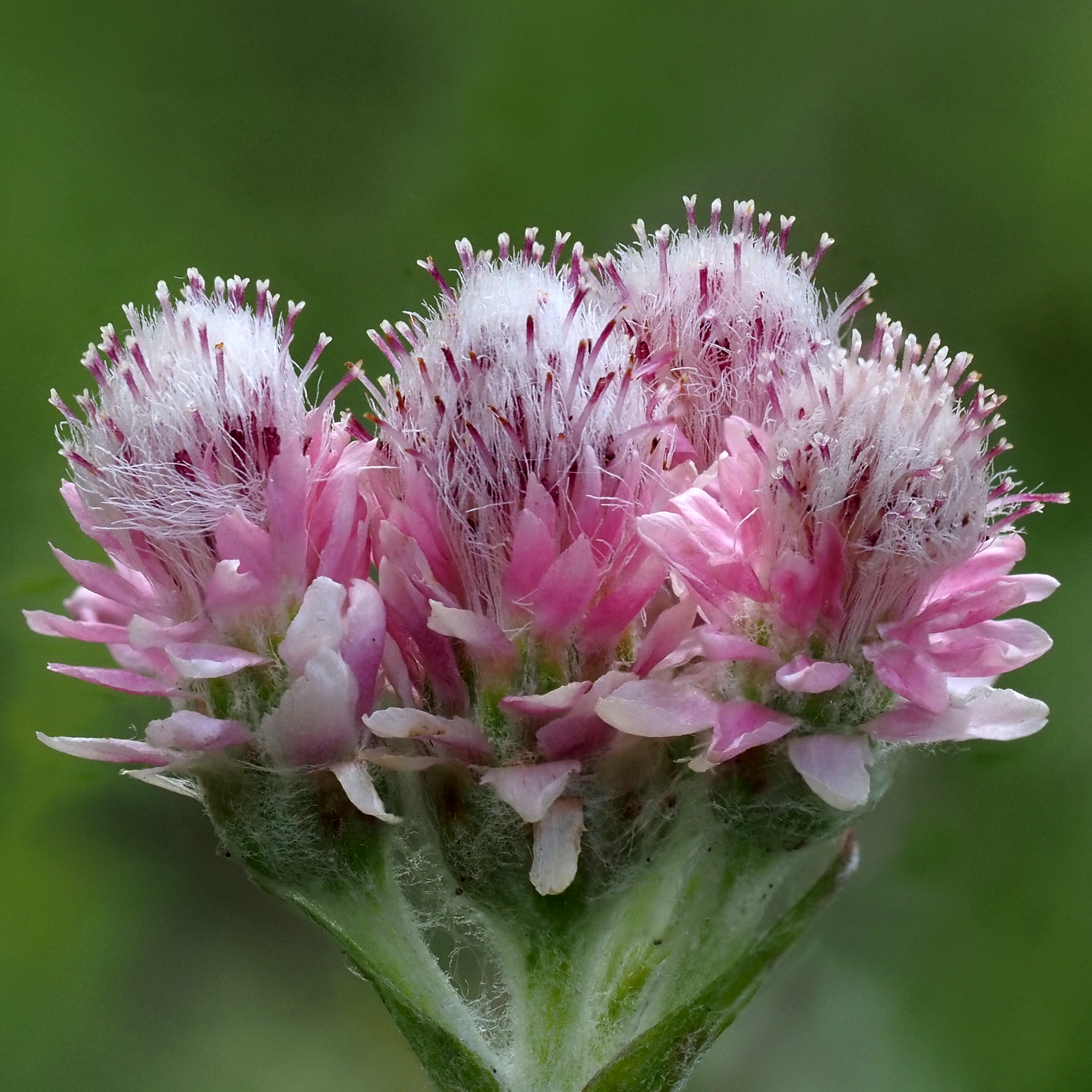 Antennaria dioica