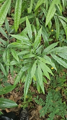 Lepisanthes alata, photograph (c) Cheongweei Gan, some rights reserved (CC BY)