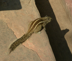 Funambulus pennantii