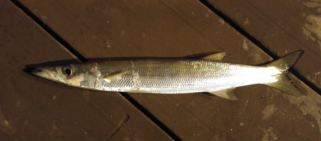 Yellowstripe Barracuda