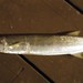 Striped Barracuda - Photo (c) H.T.Cheng, some rights reserved (CC BY-NC), uploaded by H.T.Cheng