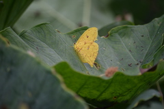Phoebis neocypris virgo