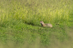 Spermophilus erythrogenys