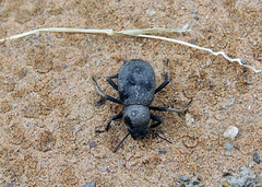 Trachyderma philistina