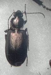 Agonum gracilipes