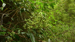 Rubus schmidelioides schmidelioides