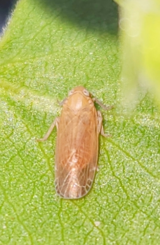 iNaturalist observation photo of Synecdoche