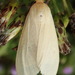 Yellow-winged Pareuchaetes Moth - Photo (c) Karen Yukich, some rights reserved (CC BY-NC), uploaded by Karen Yukich