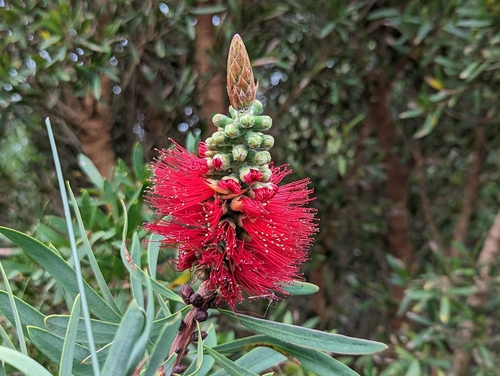 Image of Melaleuca glauca by no rights reserved