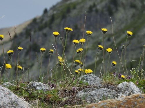 Schermpjesachtig streepzaad (Pilosella corymbuloides)