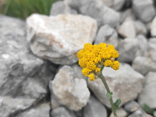 Image of Achillea tomentosa by (c) Augustin Soulard, some rights reserved (CC BY)