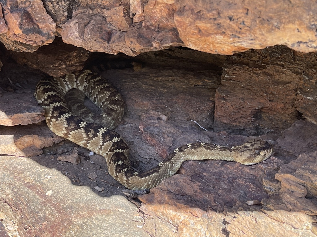 Western Blacktailed Rattlesnake in May 2023 by Matthew Lachiusa