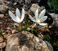 Crocus aleppicus