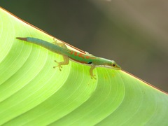 Lesser Madagascar Day Gecko photo 2